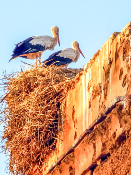Zwei Störche sitzen in ihrem Nest in der Abendsonne Marokkos.