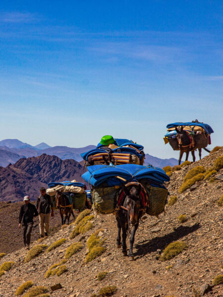 Mehrere Packesel tragen Ausrüstung durch das Bergland von Marokko auf einer Wanderreise von Weltweitwandern.