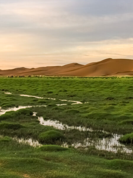 Wir sehen einn grüne Wiese mit kleinen Wasserläufen vor den Sanddünen der Wüste Gobi. Bilder wie diese sind typisch für die Wüstenlandschaft in der Mongolei.