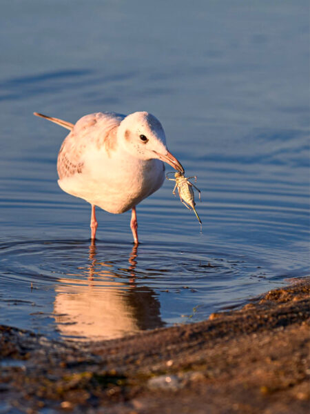 Auf dem Bild sieht man einen Vogel am Rande des Uvs Nuur-Sees in der Mongolei. Der weiße Vogel hat ein kleines Tier, vermutlich einen Käfer, im Schnabel. Der See ist ein Biosphärenreservat und Vogelforschungsgebiet.