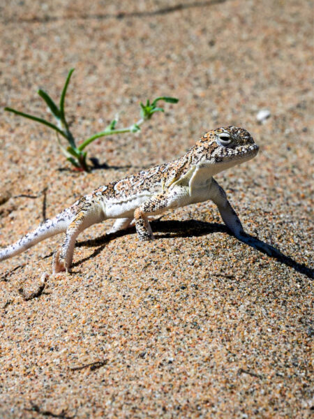 Ein Krötenkopfagame sitzt im Sand der Wüste Gobi und schaut stolz in die Ferne.