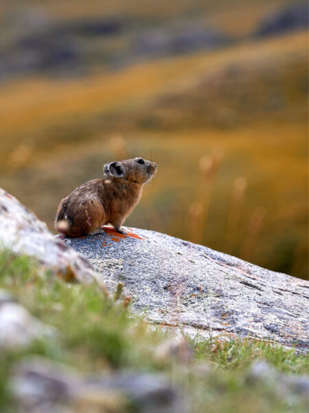 Ein Pfeifhase sitzt auf einem Felsen im Westen der Mongolei. Das kleine Tier ist heimisch in den Gebirgsregionen von Zentralasien.