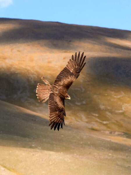 Ein Steinadler fligt majestästisch durch den Himmel über der Mongolei. Im hintergrund kann man Teile des Gerbiges der Westmongolei erkennen.