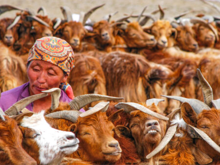 Eine mongolische Frau steht inmitten ihrer Ziegenherde.