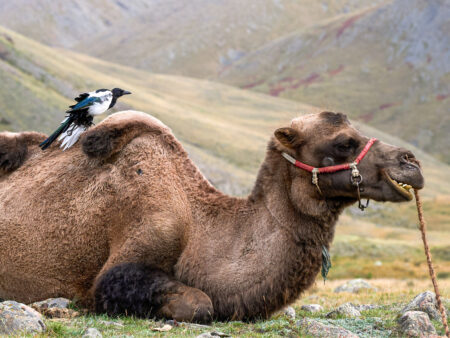 Ein Kamel, eines der Packtiere für eine Trekkingreise durch die Mongolei liegt am Boden. Auf seinem Rücken sitzt eine Elster.
