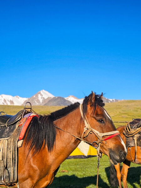 Ein Pferd, eines der Packtiere auf einer Trekkingreise durch die Mongolei, steht vor dem Hintergrund der westmongolischen Gebirgslandschaft.