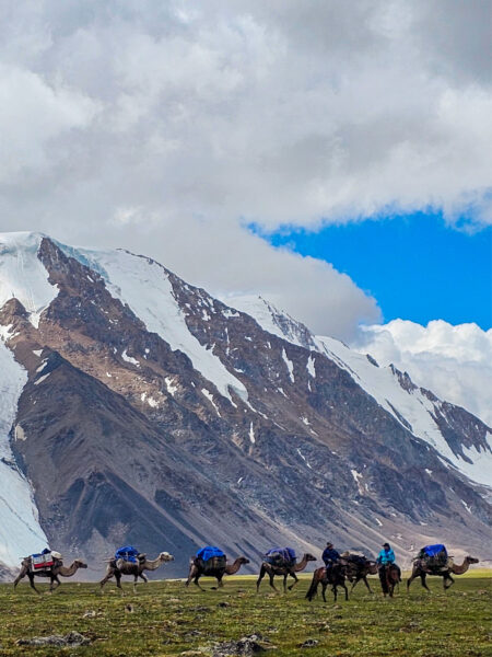 Ein Gruppe an Kamelen, Gepäckstiere auf einer Trekkingreise mit Weltweitwandern, geht einen Hügelkamm in der Westmongolei entlang. Hinter ihnen kann man Teile der Gebirgszüge der zentralasiatischen Region erkennen.