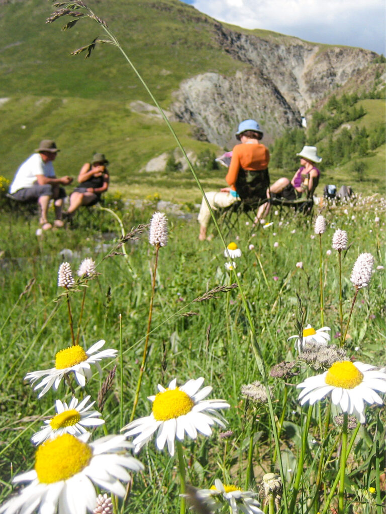 Im vordergrund des Bildes blühen Margeriten. Im Hintergrund sieht man eine kleine Gruppe auf Wanderreisen, die eine Pause von ihrer Reise durch den Westen der Mongolei macht.