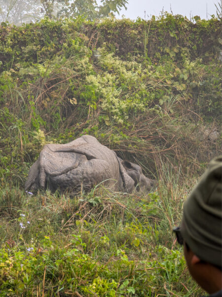 Ein Panzernashorn im Chitwan-Nationalpark liegt oder sitzt im Gras in der Nähe der Strecke, die Wanderreisende mit Weltweitwandern gerade mit dem Jeep entlangfahren, um die nepalischen Tiere in ihrer natürlichen Umgebung zu beobachten.