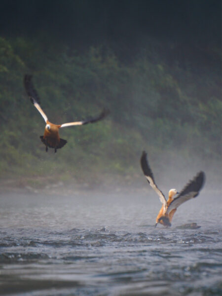 Zwei Vögel fliegen über dem Rapti-Fluss im Chitwan-Nationalpark. Beide Tiere, Rostgänse, scheinen im Landeanflug über dem Gewässer zu sein.
