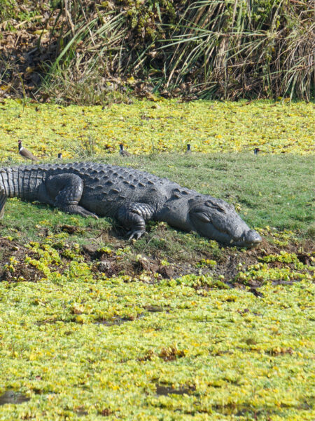Ein Krokodil sitzt neben einem Fluss in Nepal und scheint auf seine Beute zu warten. Es ist umgeben von kräftig grüner Vegetation. Das Foto wurde während einer Safari im Chitwan Nationalpark aufgenommen.