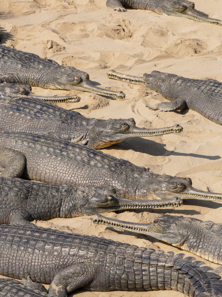 Eine Gruppe Gangesgaviale liegt in der Nähe eines Gewässers in Nepal. Die stark bedrohte Reptilienart mit den markanten spitzen Schnauzenkann während einer Safari durch die Region bestaunt werden.