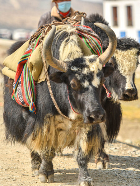 Ein beladenes Yak in der Region Langtang in Nepal geht auf die Kamera zu.
