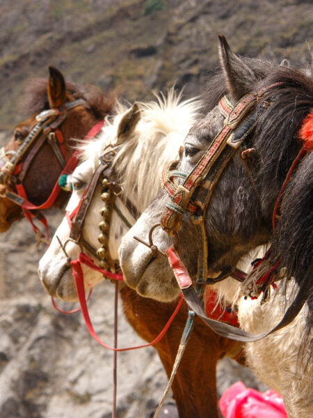 Man sieht die Köpfe von drei Pferden in Nepal mit Zaumzeug, die auf etwas außerhalb des Bilds schauen.
