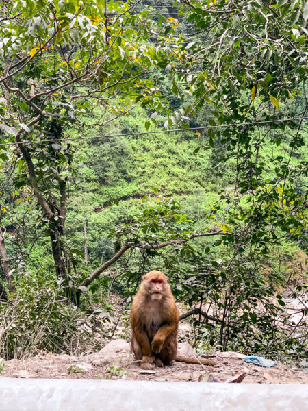 Ein Tibetmakak sitzt am Straßenrand und schaut in die Richtung der Person auf Wanderreise durch Nepal, die das Foto des Tiers aufgenommen hat.