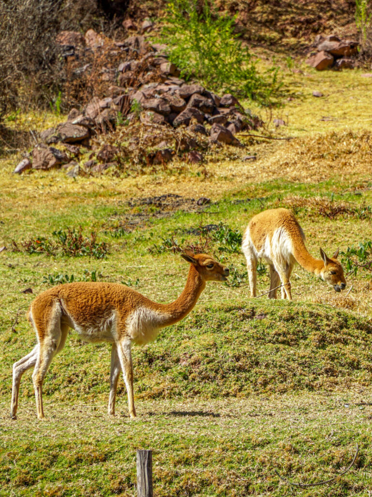 Zwei Lamas grasen auf einer Wiese im Heiligen Tal der Inka.