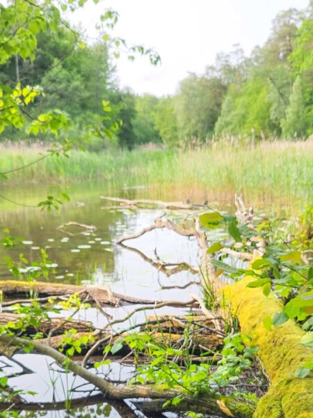 Ein mit Moos bewachsener Baumstamm ragt in einen See in den Masuren hinein. Schilf und Bäume umranden das Bild, das so auch von Reisenden auf Wanderreise eingefangen werden kann.