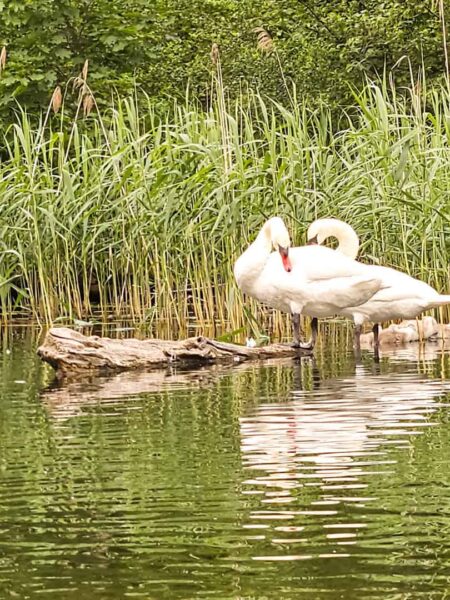 Zwei Schwäne ruhen am Rande des Wassers bei einem See oder Fluss in Polen. Eine davon putzt sich, sie scheinen die passierenden Reisenden auf ihrer Wanderreise nicht zu bemerken.