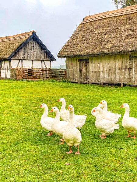 Ein Gruppe Gänse steht auf der Wiese bei einem polnischen Gehöft, das man auf der Wanderreise mit Weltweitwandern passiert. Eine der Gänse schaut in die Kamera.