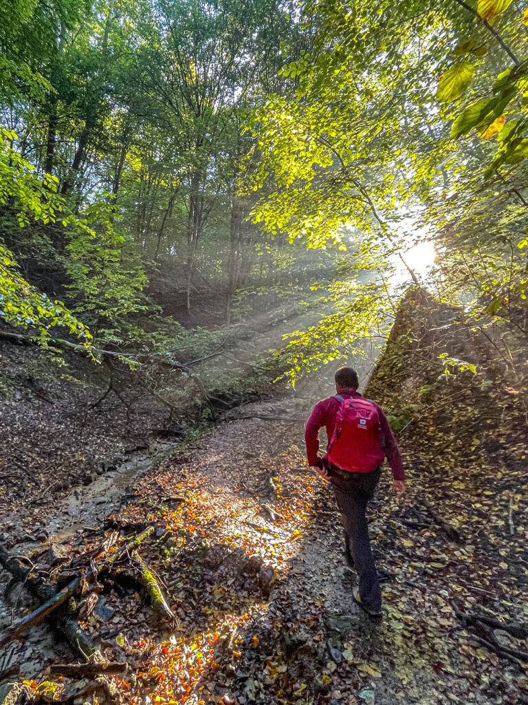 Ein Guide von Weltweitwandern geht einen Hang in einem polnischen Wald hinauf. Die Sonne scheint durch das Blätterdach und Laub bedeckt den Boden auf seinem Weg.