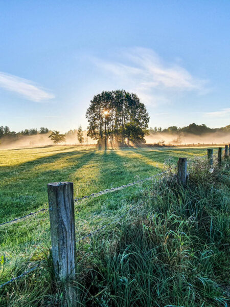 Ein Baum steht entlang eines Wanderweges, der durch die polnische Landschaft führt. Nebelschwaden hängen am Morgen noch über dem Boden und erzeugen eine mystische Stimmung für die Reisenden, die es mit Weltweitwandern hierher verschlagen hat.