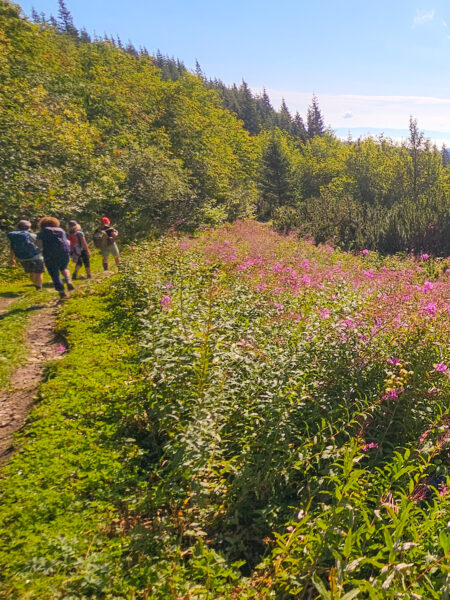 Eine Wiese als Wandelröschen an einem Abhang am hinunter aus den Bergen Polens. Links von der rötlichen Blumenwiese geht eine kleine Gruppe auf Wanderreise eine Bergweg entlang.