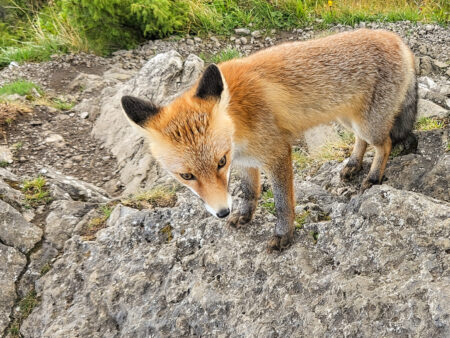 Ein Fuchs, dem die Reisenden mit Weltweitwandern auf ihrem Trip durch die polnische Tatra begegnet sind, steht auf einem Fels. Er schaut nicht in die Kamera, läuft aber nicht verschreckt davon.