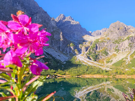 Im Hintergrund des Bildes spiegeln sich hohe, zerklüftete Berge im Grünen See oder Zelené Pleso in der Slowakei. Im Vordergrund wächst eine einzelne Blume mit pink-violetten Blättern