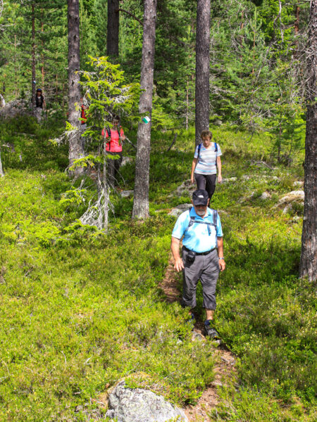 Eine kleine Gruppe auf Wanderreise geht einen Hang in einem Nadelwald in Schweden herab.
