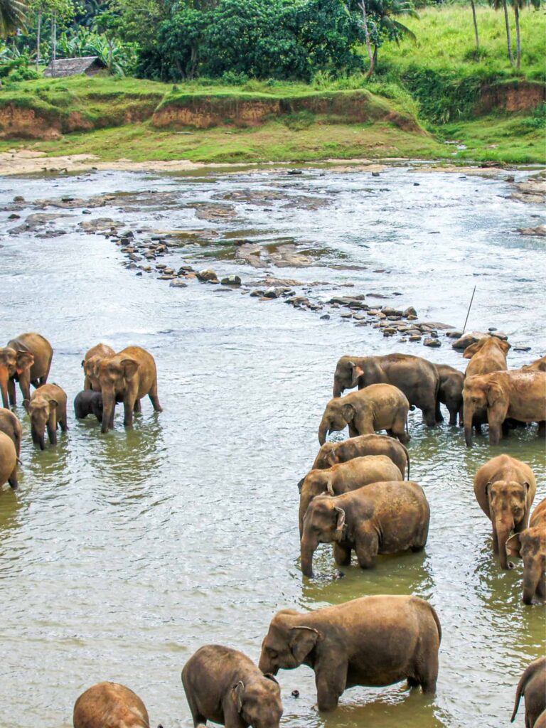 Auf dem Bild sieht man eine Elefantenherde im Yala Nationalpark in Sri Lanka. Die Herde steht mitten in einer seichten Gewässer.
