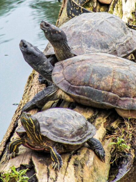 Eine kleine Gruppe an Schildkräten sitzt am Wasser in der Nähe des Zahntempels in Kandy.