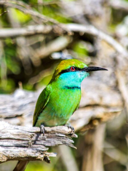 Ein Kingfisher oder Eisvogel sitzt auf einem Ast in Sri Lanka und schaut in die Ferne.
