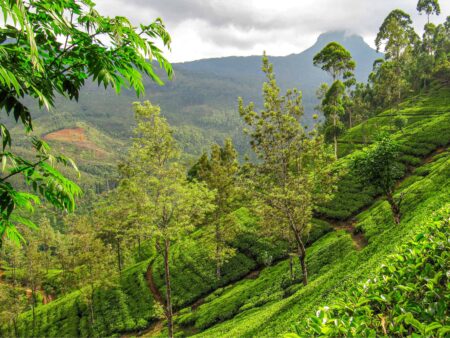 Auf dem Bild sieht man eine Teeplantage in Sri Lanka.