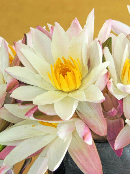 Man sieht eine Lotuspflanze in Sri Lanka. Die Pflanze ist heimisch in Südostasien und kann dementsprechend auch auf der Reise mit Weltweitwandern in ihrer natürlichen Umgebung bestaunt werden.