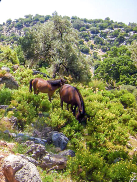 Wilde Pferde stehen in umgeben von niedrigen Büschen und Gras auf einer Ebene in der Türkei.