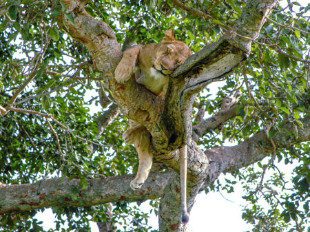 Löwin liegt schlafend auf einem Baum im Ishasha-Nationalpark in Uganda.