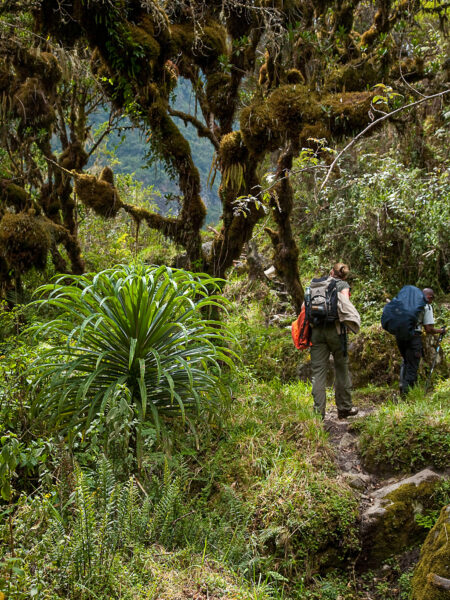 Wandernde auf schmalem Pfad im dichten Regenwald des Bwindi-Nationalparks in Uganda.