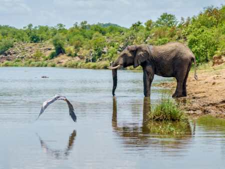 Elefant steht am Ufer eines Sees im Lake-Mburo-Nationalpark in Uganda.