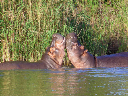 Zwei Nilpferde im Fluss in einem Nationalpark in Uganda.