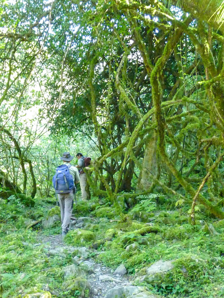 Eine kleine Gruppe auf Wanderreise geht entlang eines Pfade durch den Regenwald im Calilegua Nationalpark in Argentinien. Man sieht sie von hinten auf ihrem Weg in die Anden bis nach Peru.