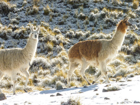 Zwei Lamas gehen auf einem Hang in Südamerika. Eines schaut der Gruppe beim Wandern entgegen, die das Foto des Tieres gemacht hat.