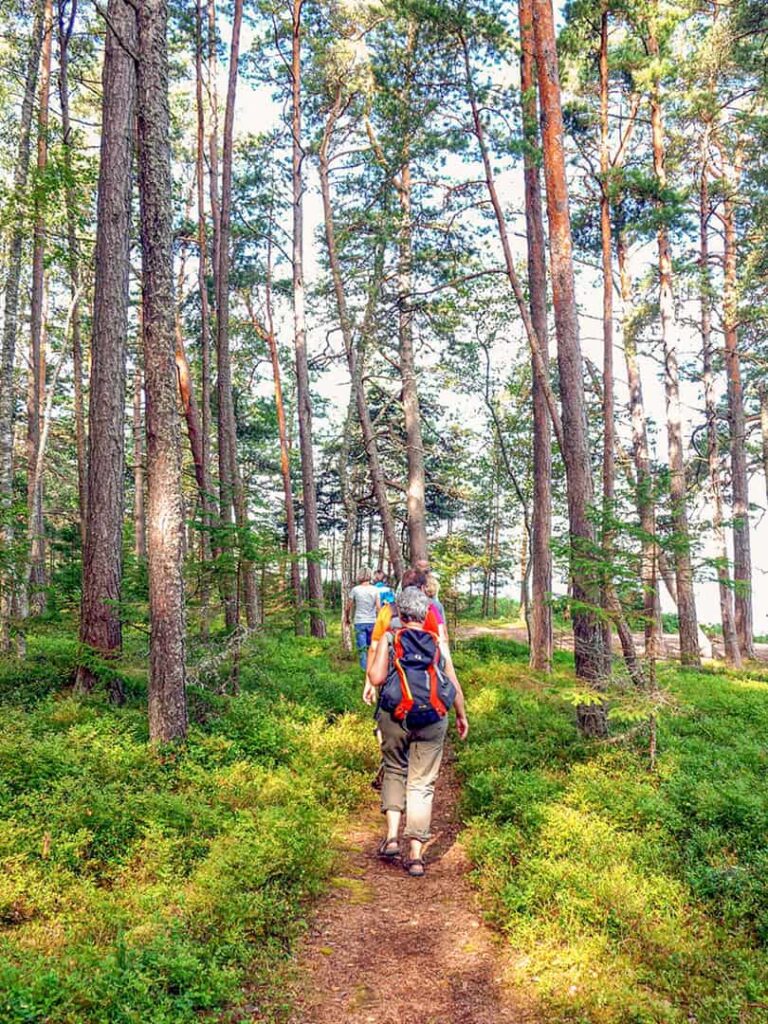 Eine kleine Gruppe auf Waderreise geht durch einen Wald im Naturpark Pajuris. Eine ältere Frau mit großem Rucksack geht an letzter Stelle in der Gruppe.