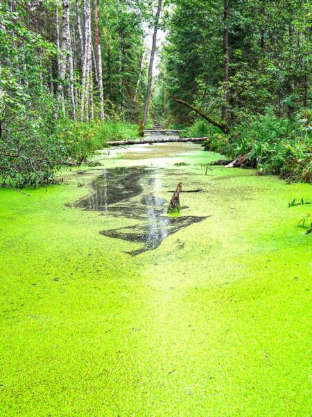 Man sieht ein leicht sumpfiges Gewässer im Baltikum. Es ist bedeckt von grünen Algen und umgeben von tief-grüner Vegetation.