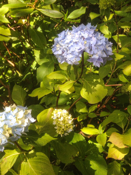 Ein Foto von blühenden Hortensien in einem Garten in Schottland.