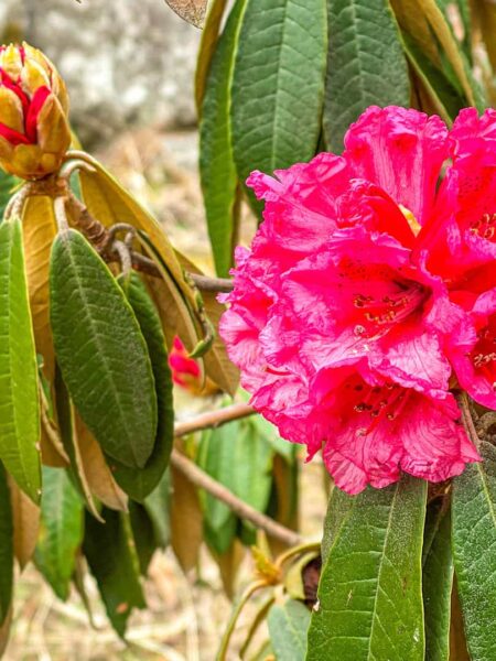 Man sieht die pinke Blüte eines Rhododendron-Busches in Nepal, der dort entlang eines der Wanderwege wächst..
