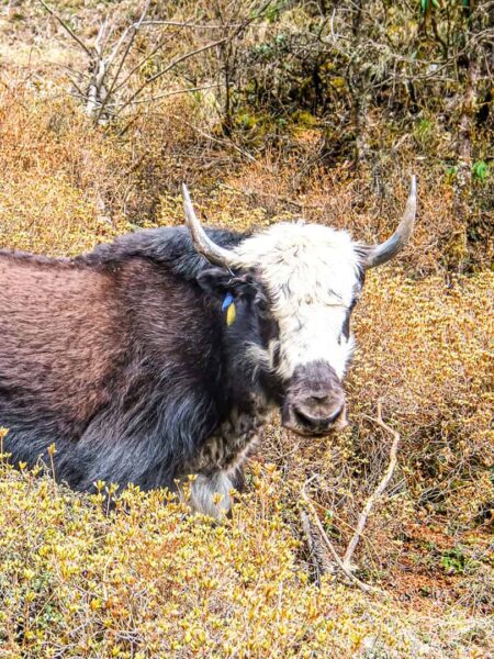 In Yak mit weißem Kopf, braunem Körper und großen Hörnern schaut in die Richtung des Guides hinter der Kamera.