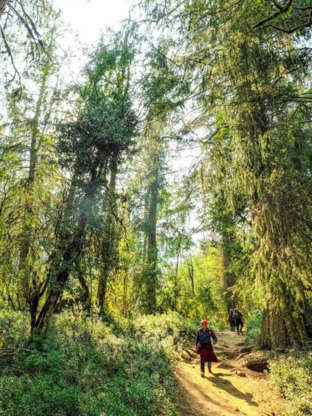 Ein Person auf Reise mit Weltweitwandern geht auf dem einem Weg in einem Urwald-ähnlichen Stück weg in den unteren Höhen der Region Manaslu in Nepal. Die Bäume ragen zu beiden Seiten des Pfades hoch auf.