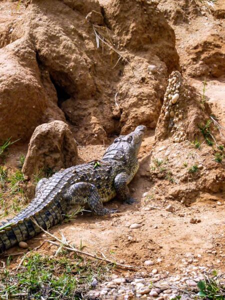 Ein Aligator sitzt auf der Erde im Murchinson Falls Nationalpark. Er hat der Rücken zu der Familie auf Wanderreise gekehrt, die das Foto von ihm gemacht hat.