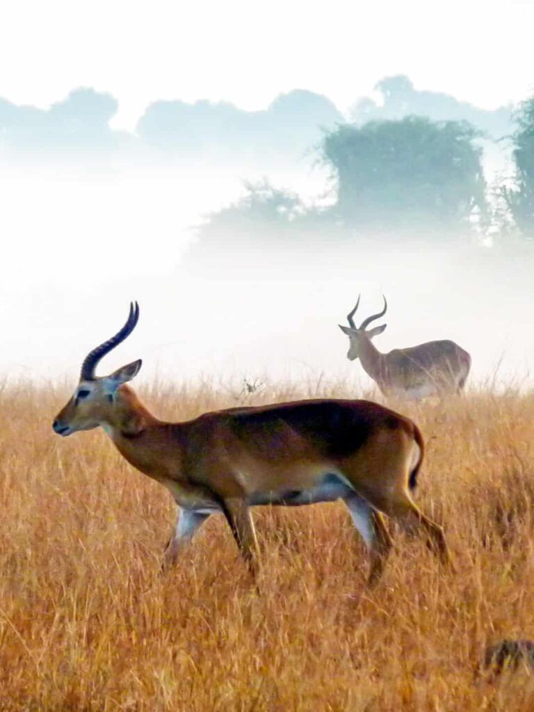 Wir sehen mehrere Gazellen im Nebel in Uganda. Die Tier laufen auf der Savanne der Region und scheinen sich nicht an der Wanderreisenden auf ihrem Urlaub in Uganda zu stören, die das Foto von ihnen gemacht haben.