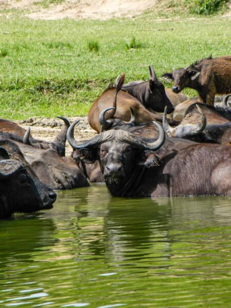 Mehrere Büffel stehen am Rande eines Gewässers in Uganda und schauen in die Richtung der Personen auf Wanderreise durch die Region, die das Foto von ihnen gemacht haben. Das Bild wurde aufgenommen im Lake Mburo Nationalpark.